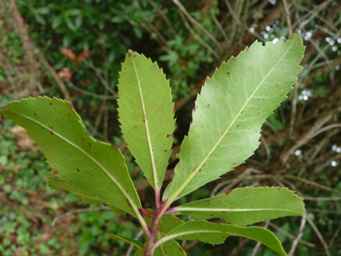 Verso des feuilles. Agrandir dans une nouvelle fenêtre (ou onglet)